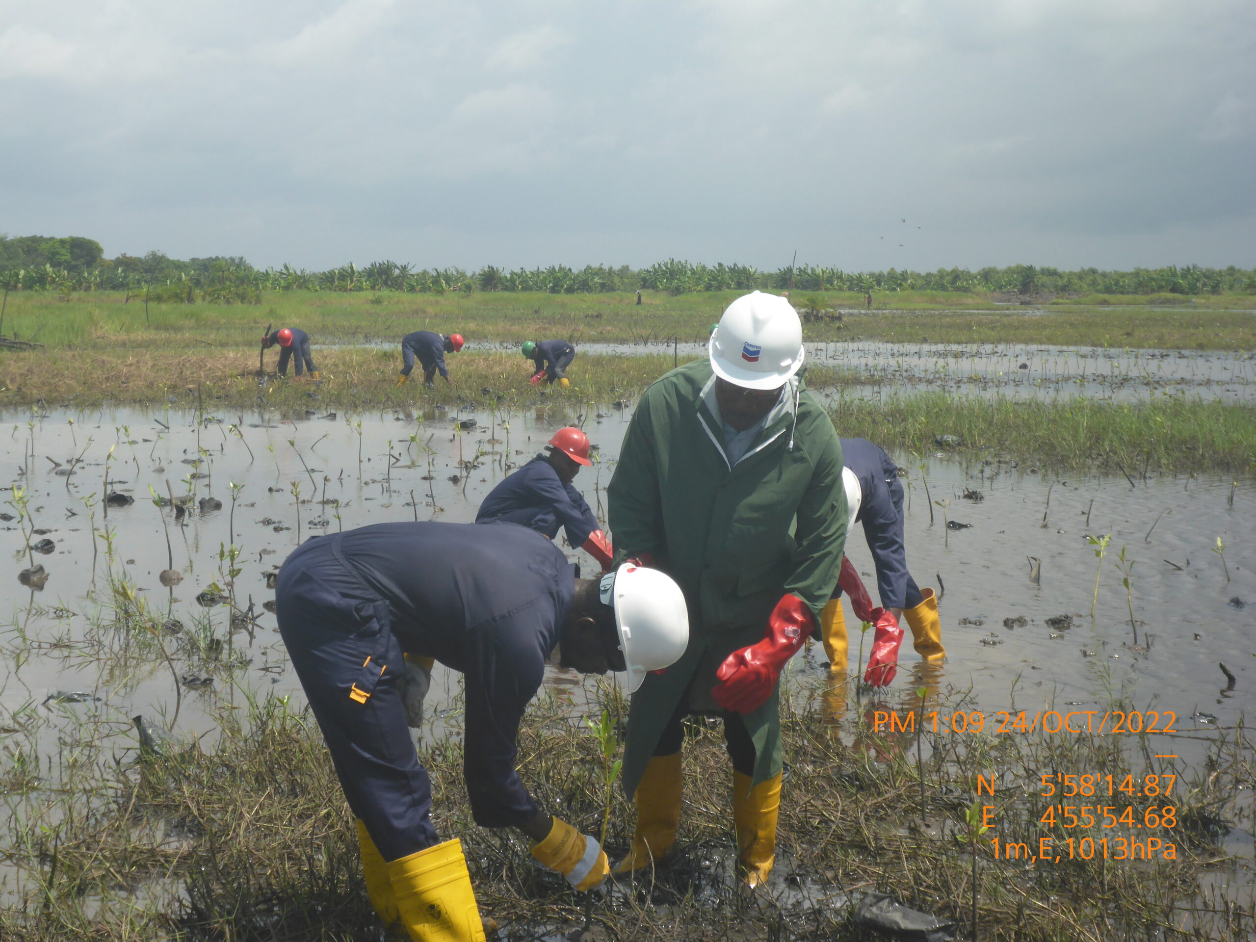 Mangrove Remediation Picture
